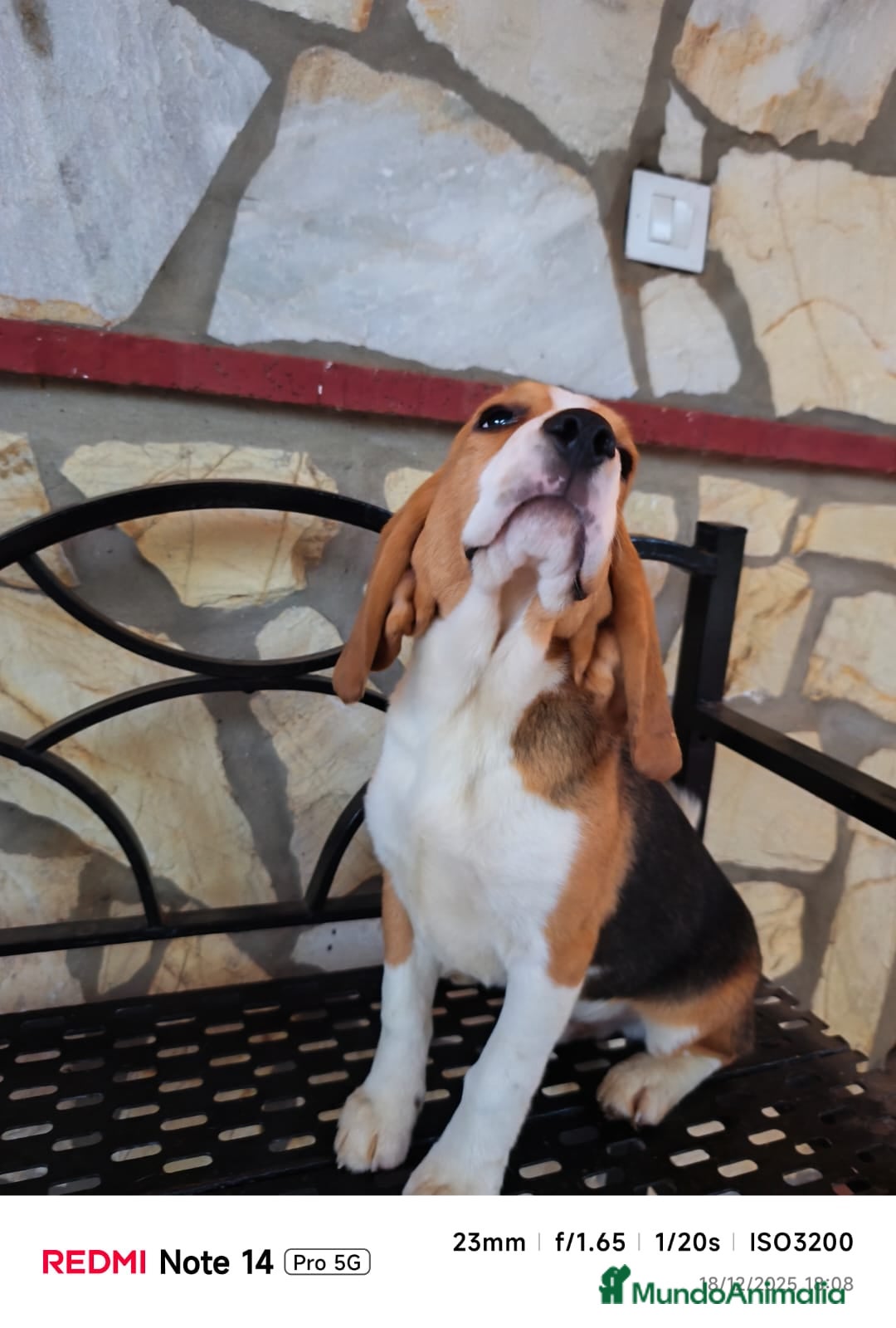 Beagle perros en venta: Cachorros de Beagle  - Anuncio 7