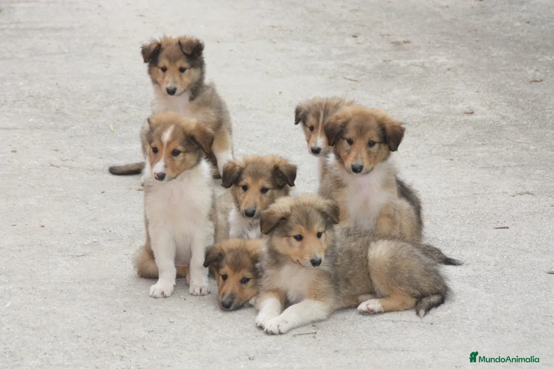 Border Collie perros en venta: Rough collie  - Anuncio 2