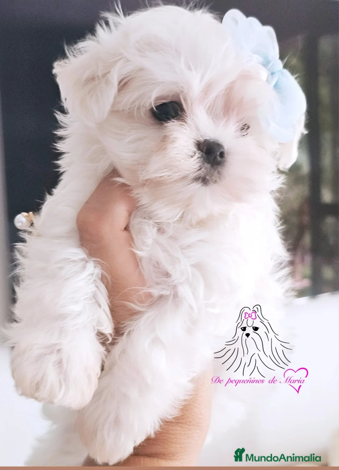 Bichón Maltés perros en venta: Bichon maltes coreano mini  - Anuncio 2