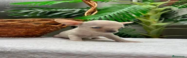 Chihuahua 1