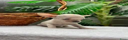 Chihuahua perros en venta: CHIHUAHUA MACHO - Anuncio 3