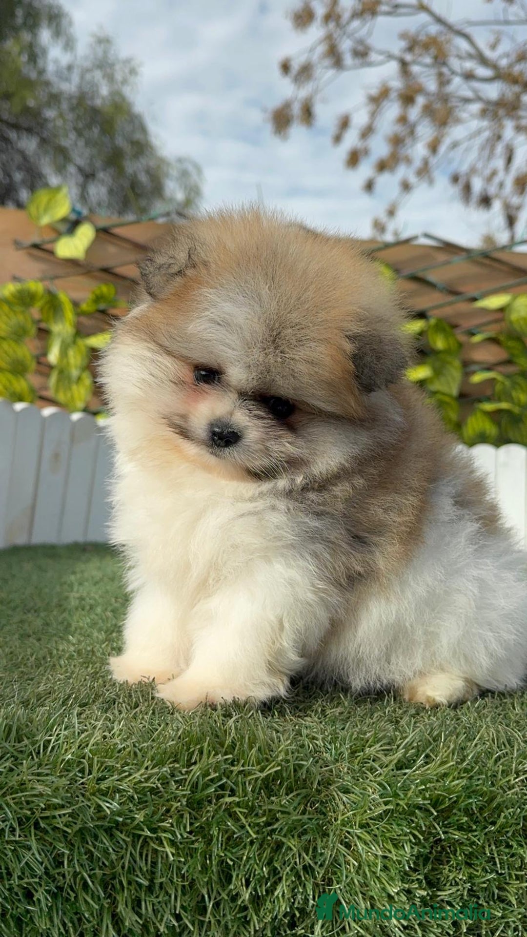 Pomerania perros en venta: POMERANIA HEMBRA - Anuncio 11
