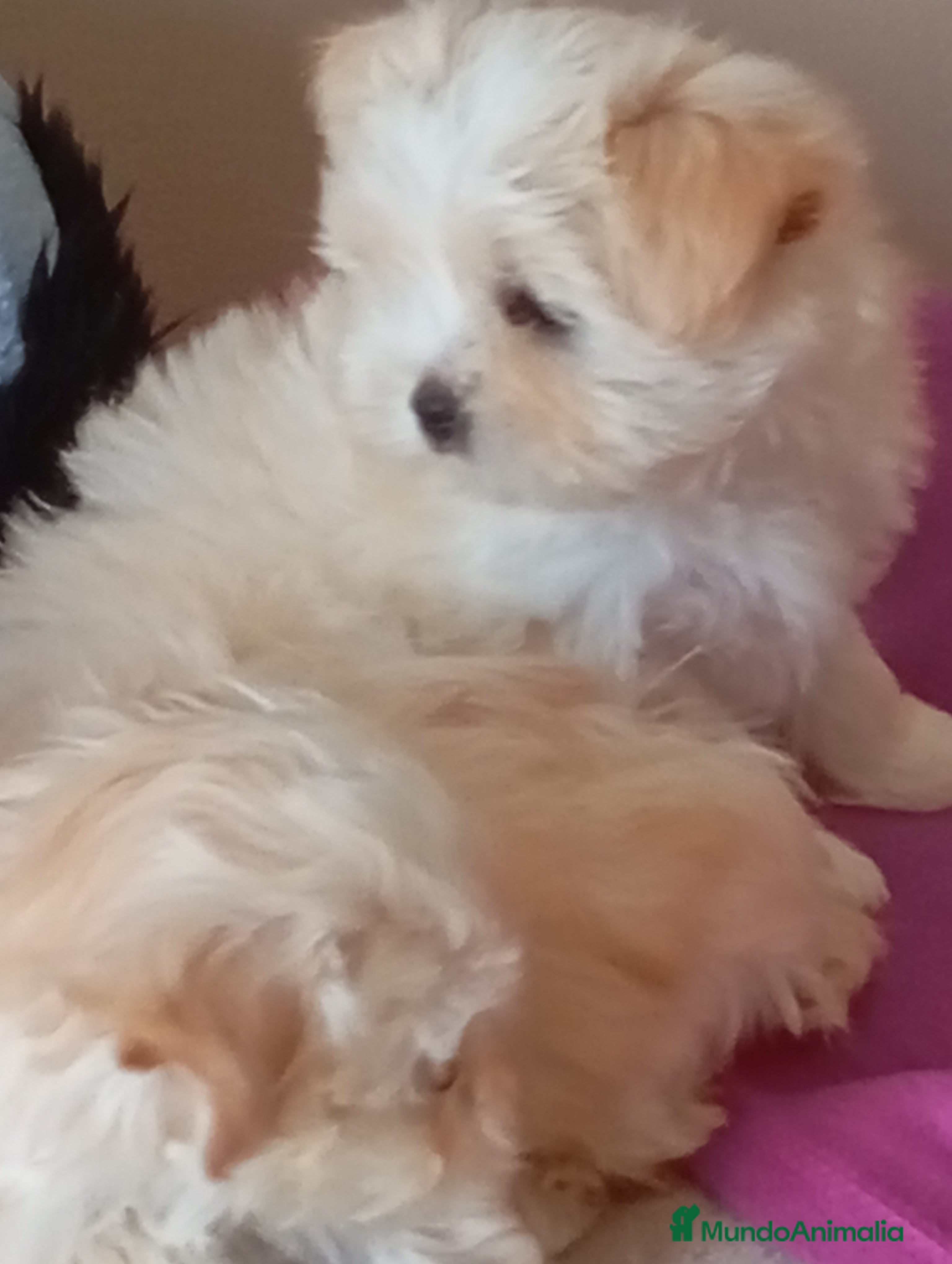 Raza Mixta perros Bichón maltés maltipoo - Anuncio 2