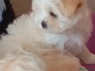 Raza Mixta perros Bichón maltés maltipoo - Anuncio 2