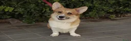 Welsh Corgi Pembroke perros en venta: Cachorros de Welsh Corgi Pembroke - Anuncio 3