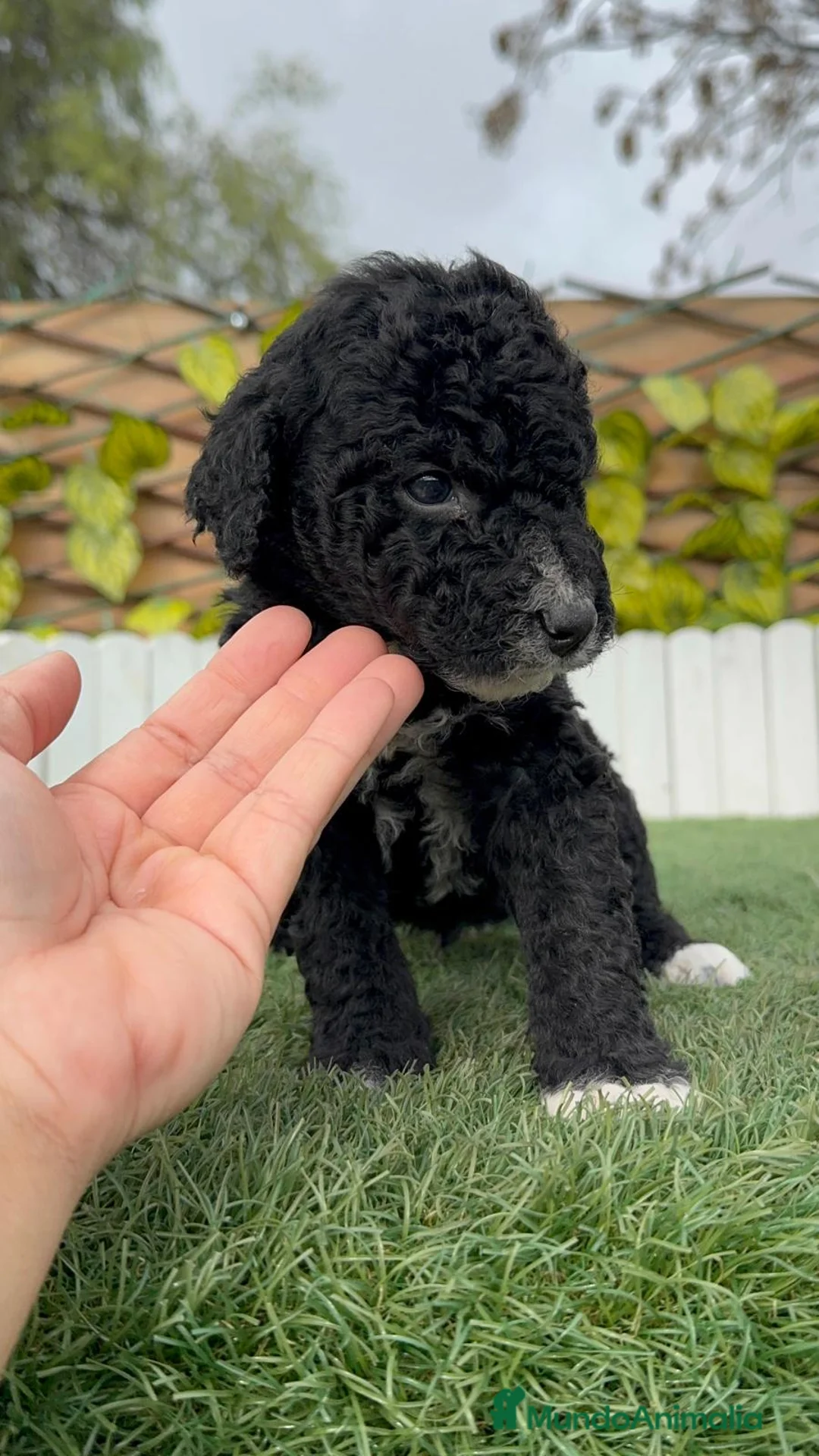 Perro de Agua Español perros en venta: PERRO DE AGUA ESPAÑOL  - Anuncio 18