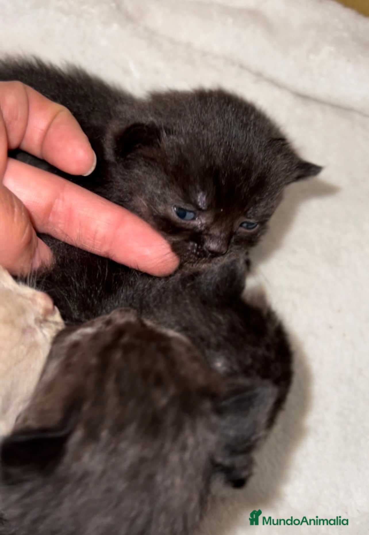 Británico de Pelo Corto gatos BRITISH SHORTHAIR NEGROS&LILACS - Anuncio 2