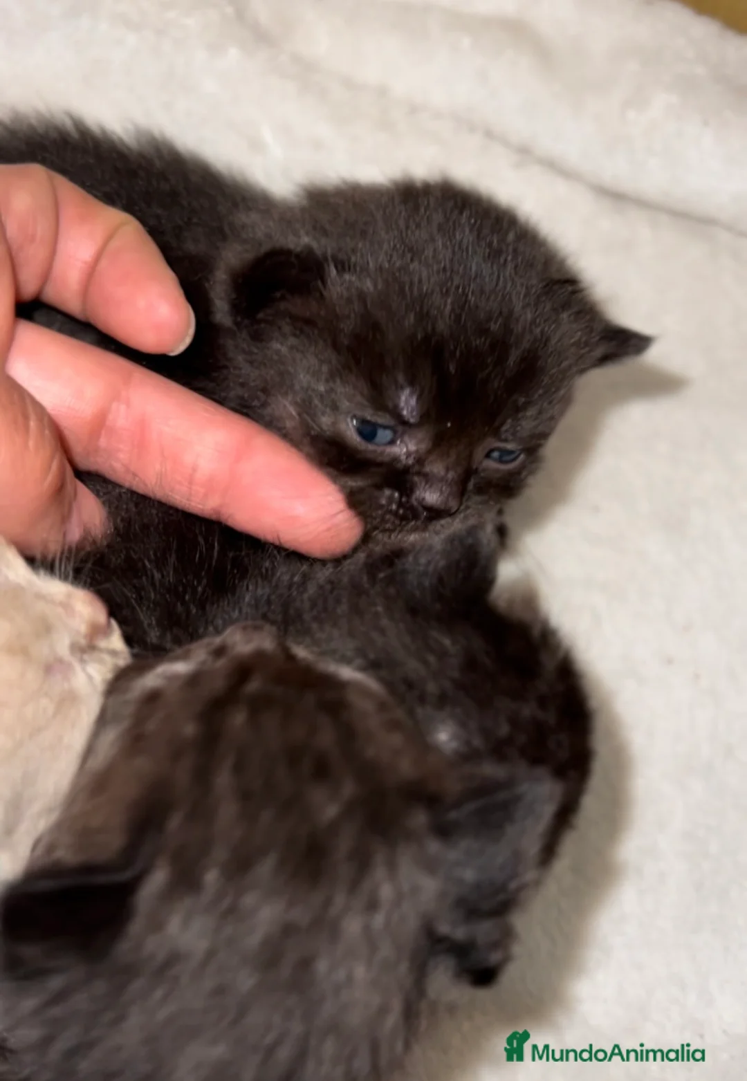 Británico de Pelo Corto gatos en venta: BRITISH SHORTHAIR NEGROS&LILACS - Anuncio 1