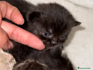 Británico de Pelo Corto gatos BRITISH SHORTHAIR NEGROS&LILACS - Anuncio 2