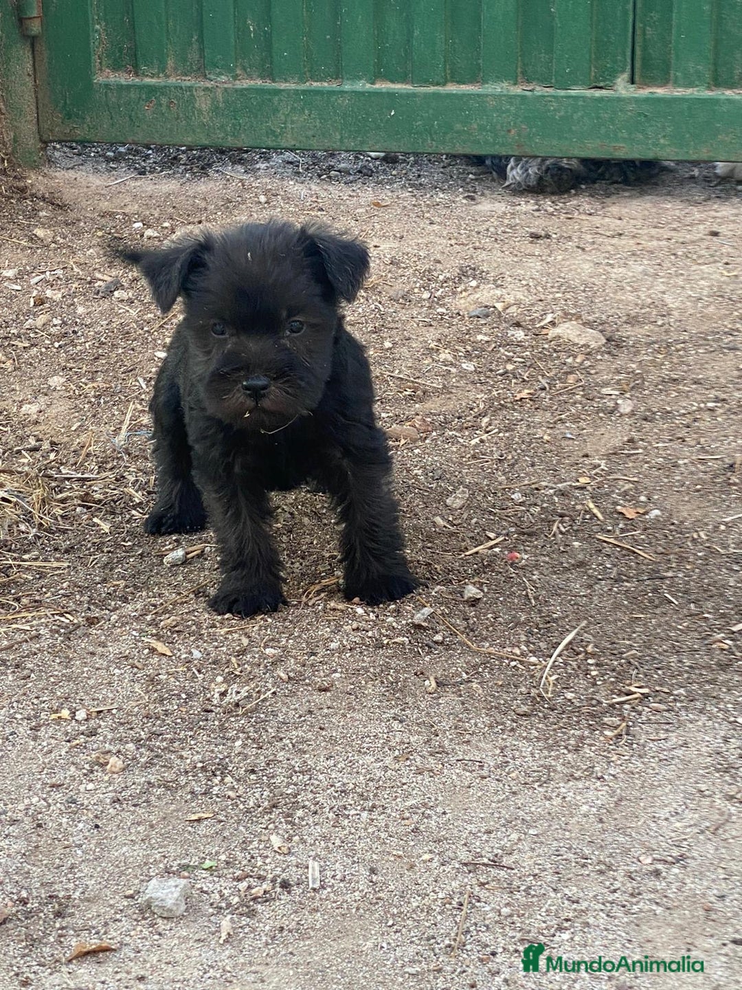 Schnauzer Miniatura perros en venta: Scnauzer mini - Imagen 2