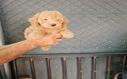 Caniche Toy perros en venta: Caniche toy - Imagen 8