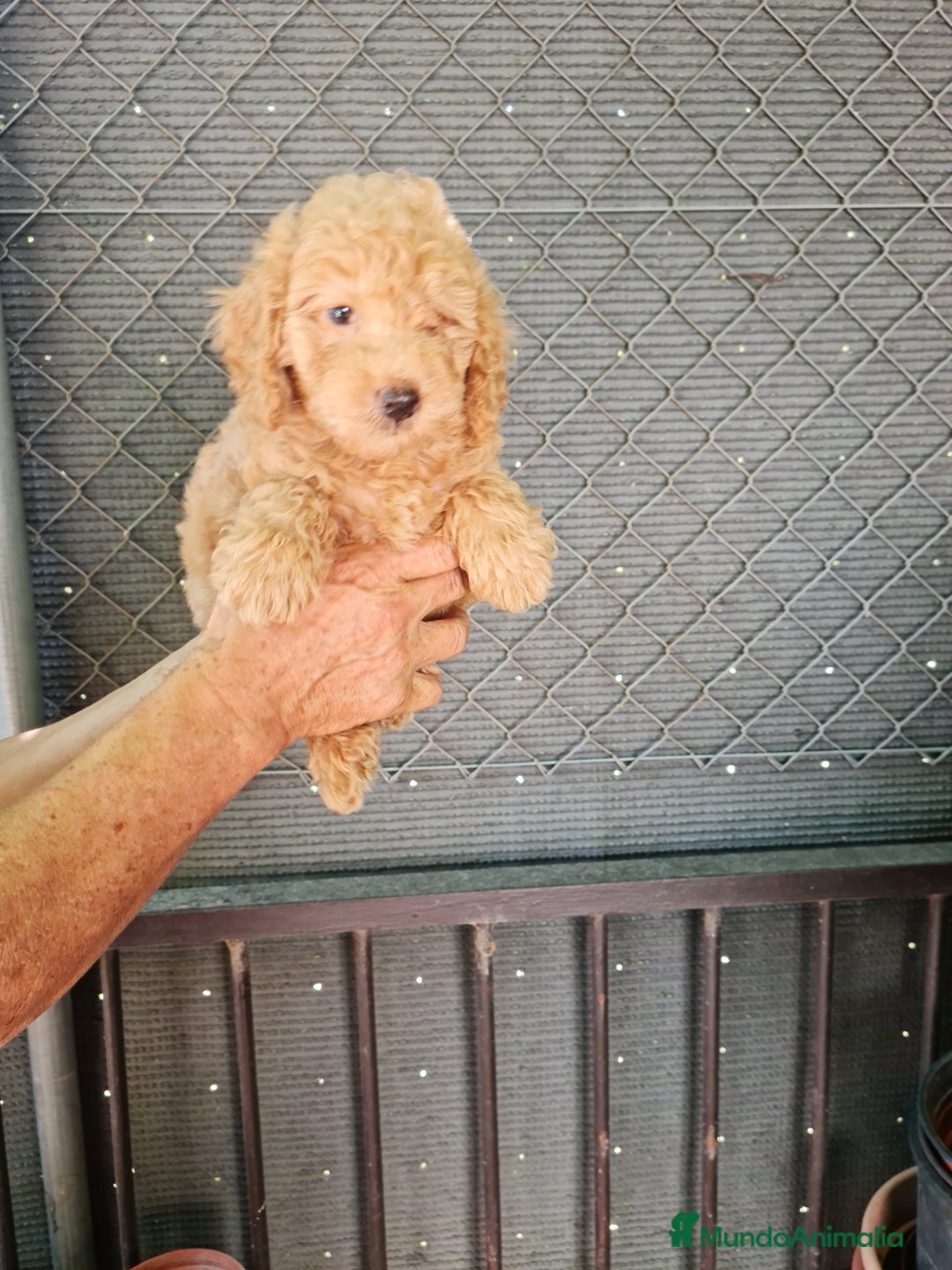 Caniche Toy perros en venta: Caniche toy - Imagen 8