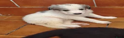 Mastín Español perros en adopcion: Mastines - Anuncio 3