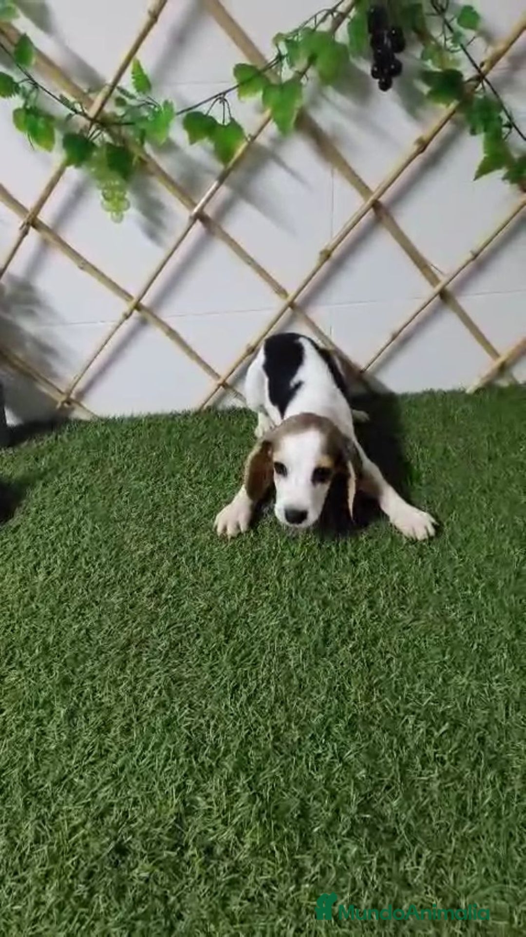 Beagle perros en venta: BEAGLE MINI - Anuncio 2