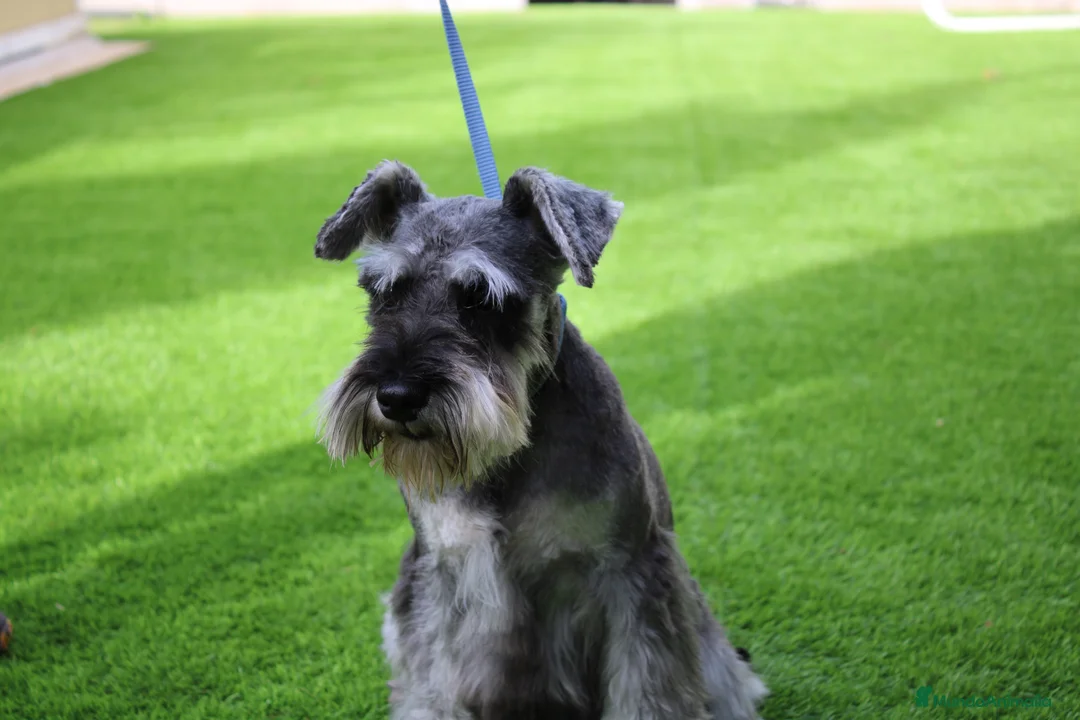 Schnauzer Miniatura perros en venta: Cadells de SCHNAUZER MINI SAL I PEBRE,  - Anuncio 5
