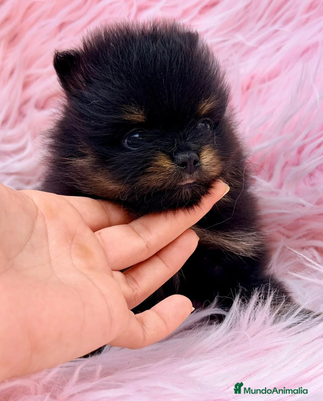 Pomerania perros en venta: POMERANIA HEMBRA - Anuncio 2