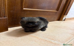 Pomerania perros en venta: Disponibles Lulus de Pomerania  - Imagen 1