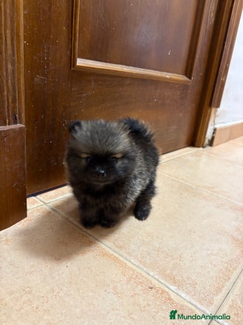 Pomerania perros - Anuncio 3