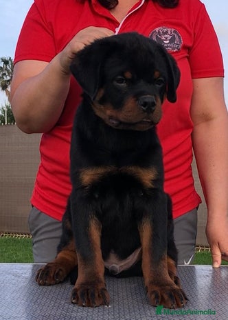Rottweiler perros en Castellón - Anuncio 6