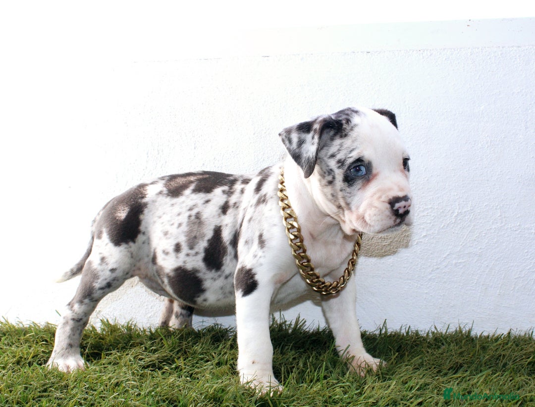 American Pit Bull Terrier perros en venta: American pitbull terrier criado todo en casa - Imagen 5