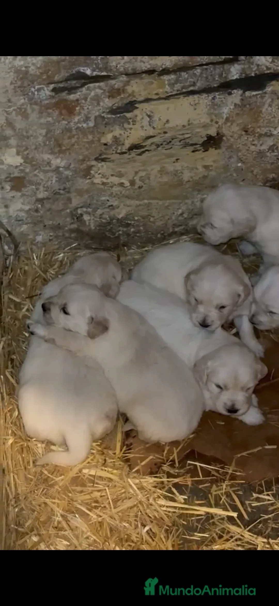 Golden Retriever perros en venta: Espectacular camada de golden retriever  - Anuncio 1