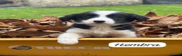 Border Collie perros en venta: Border collie - Anuncio 3