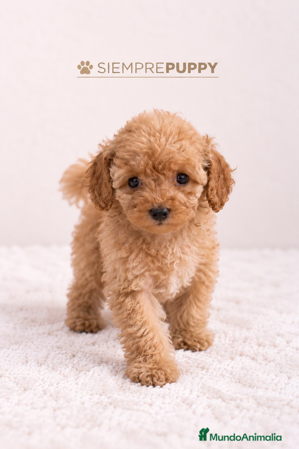 Caniche Toy perros en venta: CANICHE MINI TOY HEMBRA - Anuncio 4