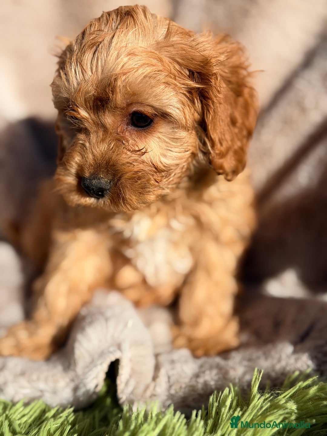 Cavapoo perros en venta: Cavapoo Apricot  - Anuncio 4