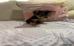 Yorkshire Terrier perros en venta: Yorkshire toy - Imagen 3