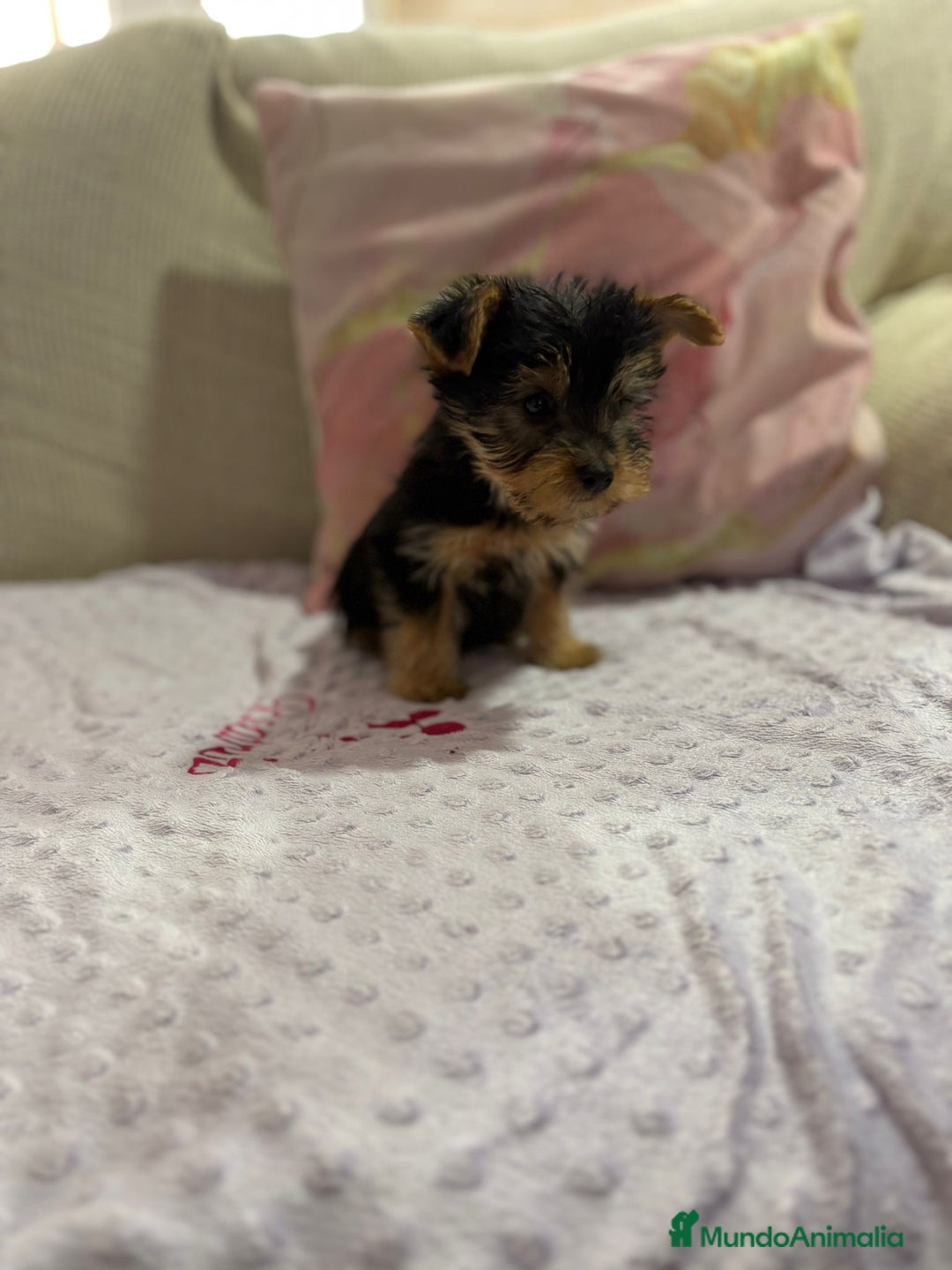 Yorkshire Terrier perros en venta: Yorkshire toy - Imagen 3