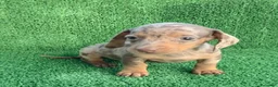 Teckel Miniatura perros en venta: Teckel kanichen  - Anuncio 3
