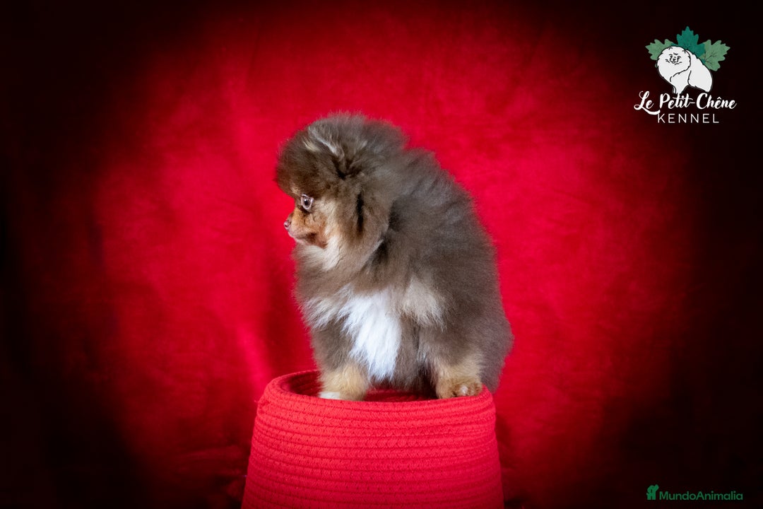 Pomerania perros en venta: Pomerania Chocolate y Fuego Macho - Anuncio 2
