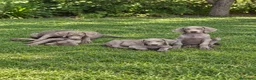 Weimaraner perros en venta: CACHORROS DE BRACO DE WEIMAR - Anuncio 1