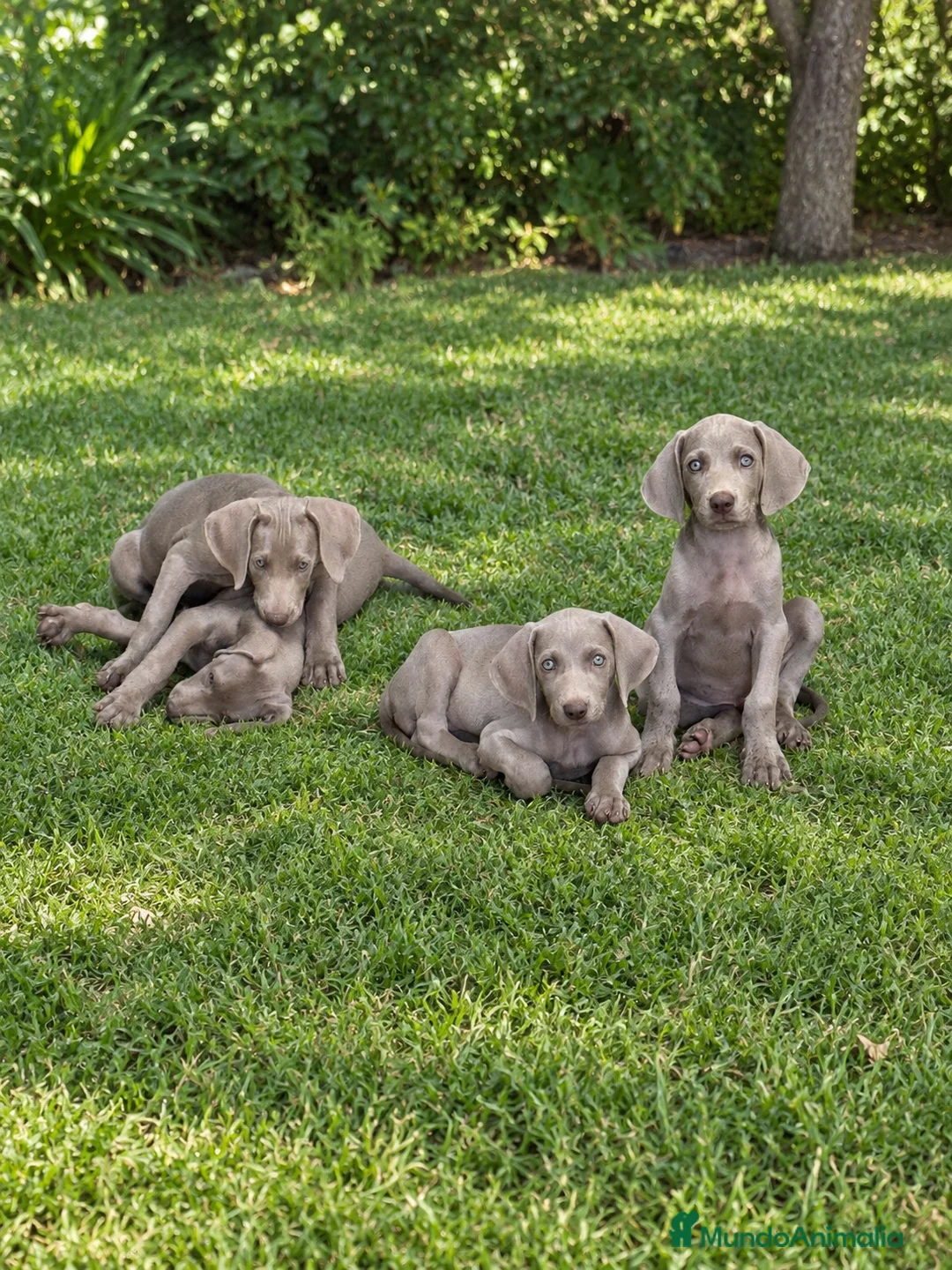 Weimaraner perros en venta: CACHORROS DE BRACO DE WEIMAR - Anuncio 1