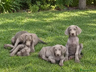 Weimaraner perros CACHORROS DE BRACO DE WEIMAR - Anuncio 1