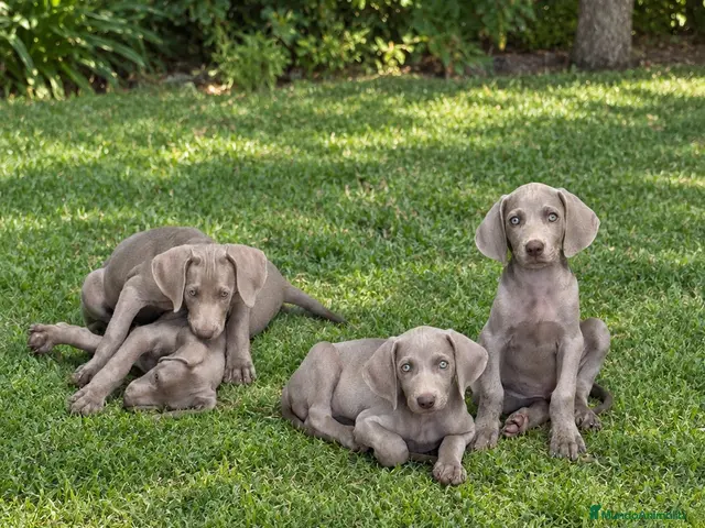 Weimaraner perros en venta: CACHORROS DE BRACO DE WEIMAR - Anuncio 1