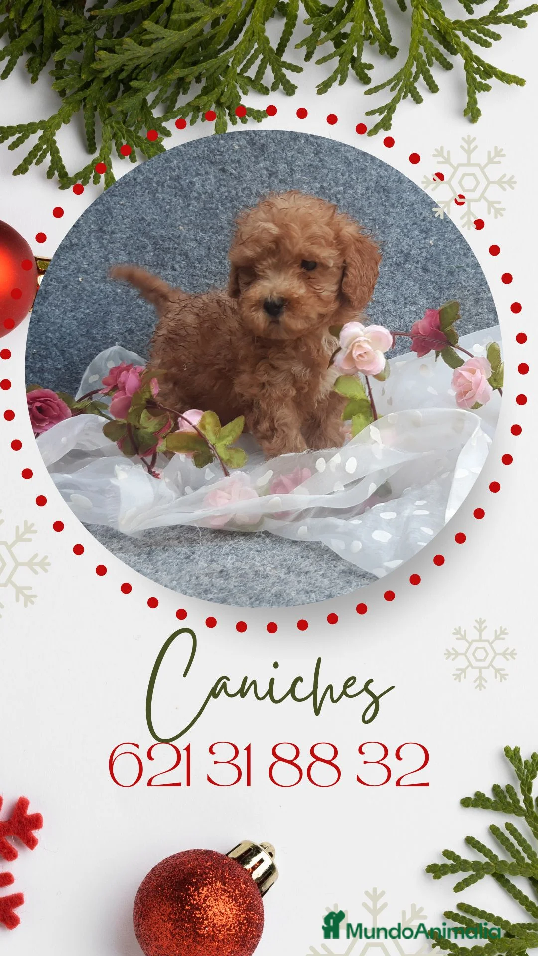 Caniche Toy perros en venta: PRECIOSOS CANICHE  ROJO LINEA TOY - Anuncio 2