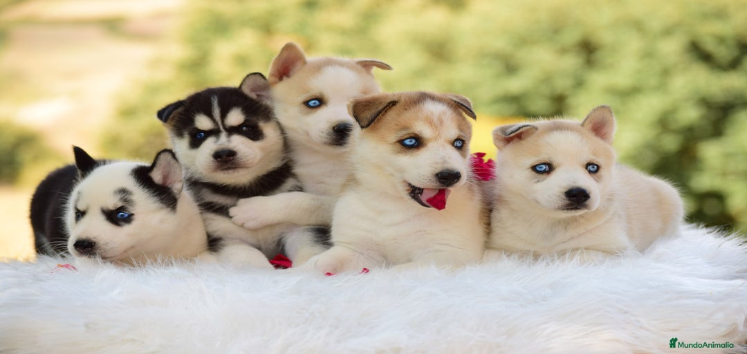 Imagen de galería {{count}}