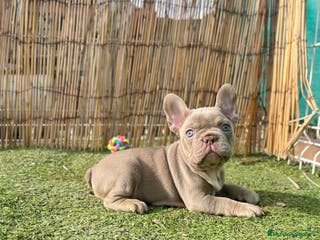 Bulldog Francés perros Bebés Criados en Familia con Amor y Respeto" - Anuncio 30