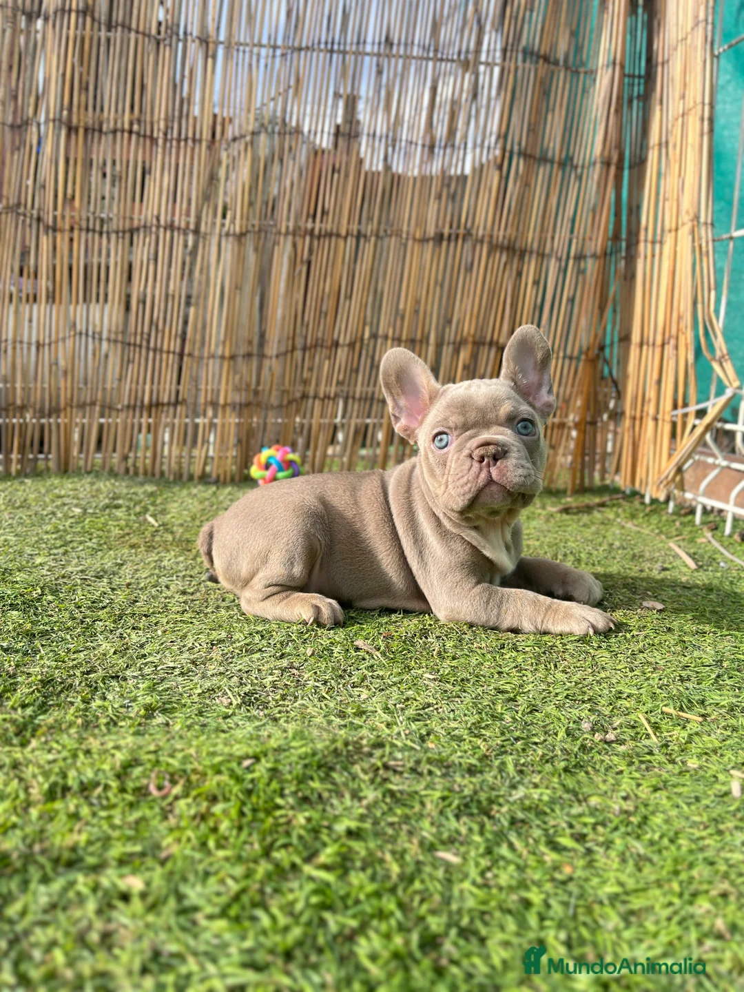 Bulldog Francés perros en venta: Bebés Criados en Familia con Amor y Respeto" - Anuncio 1