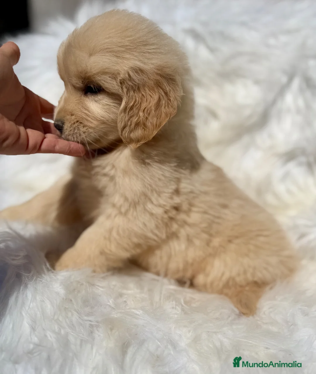 Golden Retriever perros en venta: GOLDEN RETRIEVER MACHO Y HEMBRA - Anuncio 8