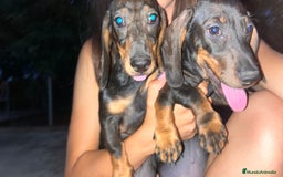 Teckel perros en venta: Teckel en venta  - Imagen 1