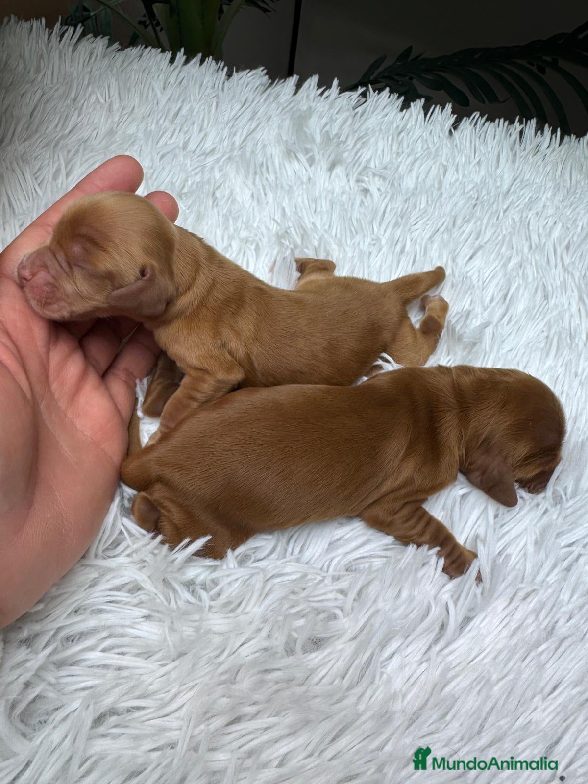 Cocker Spaniel Inglés perros COCKER SPANIEL INGLES HEMBRAS - Anuncio 1