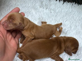 Cocker Spaniel Inglés perros COCKER SPANIEL INGLES HEMBRAS - Anuncio 7