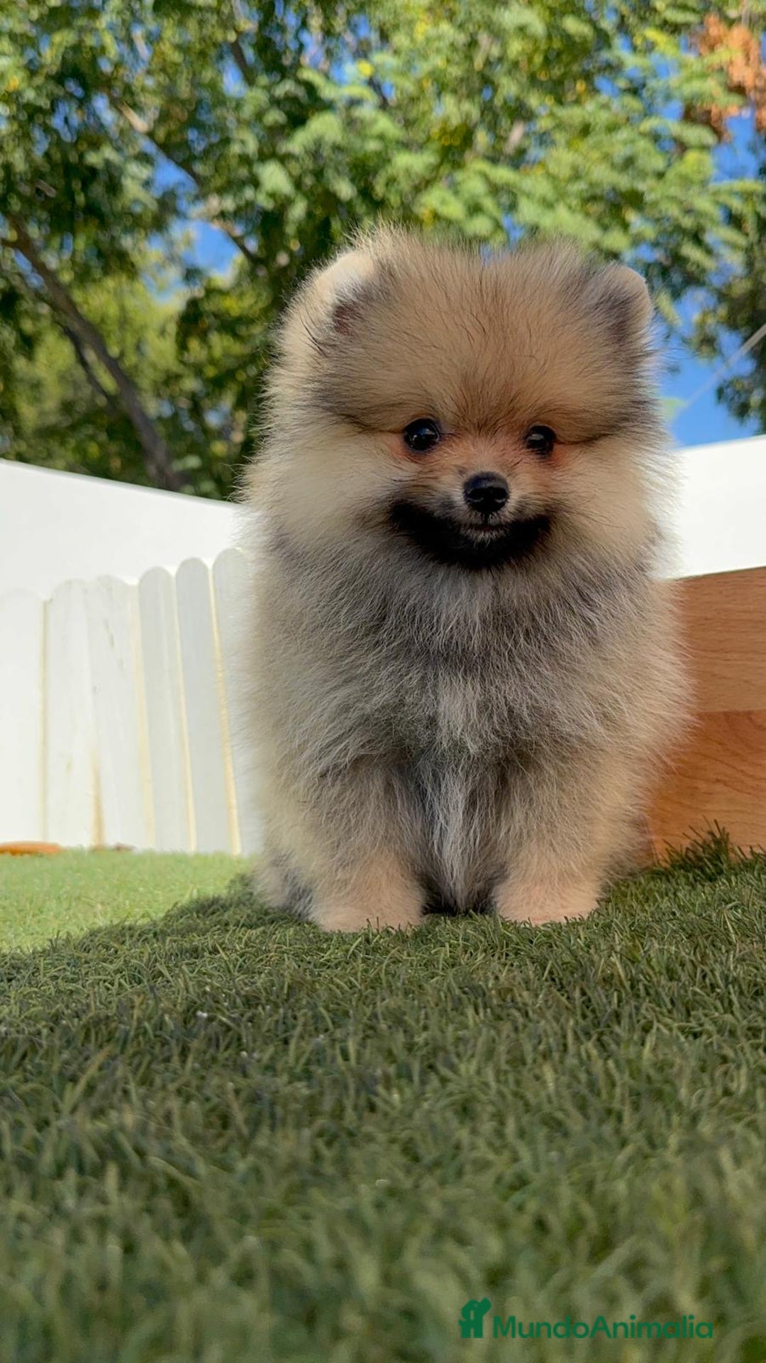 Pomerania perros en venta: POMERANIA - Imagen 18