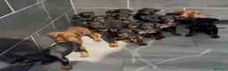 Dobermann perros en venta: Doberman o Dobermann - Anuncio 1
