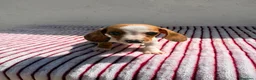 Teckel Miniatura perros en venta: Teckel Kaninchen - Anuncio 8