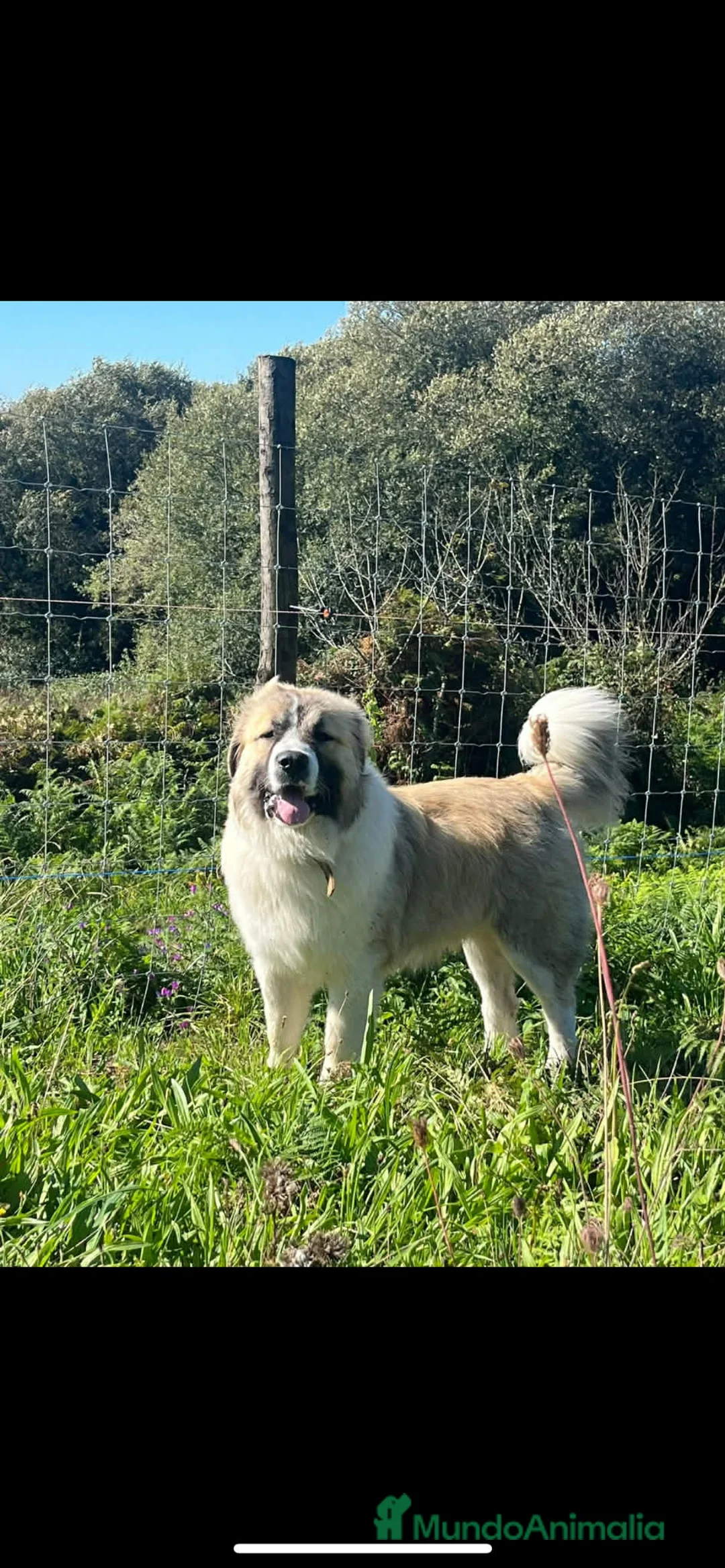 Pastor del Cáucaso perros en venta: Cachorros  - Anuncio 6