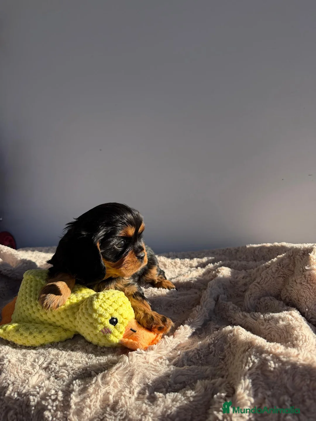 Cavalier King Charles Spaniel perros en venta: Cachorro Cavalier negro fuego y ruby  - Anuncio 8