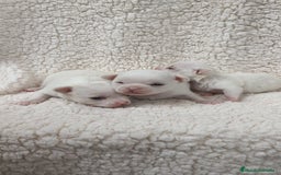 Chihuahua perros en venta: Chihuahua Blancos - Imagen 10